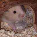 pika